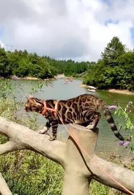 溜猫的正确姿势技能包，铲屎官们还不快来领取吗？