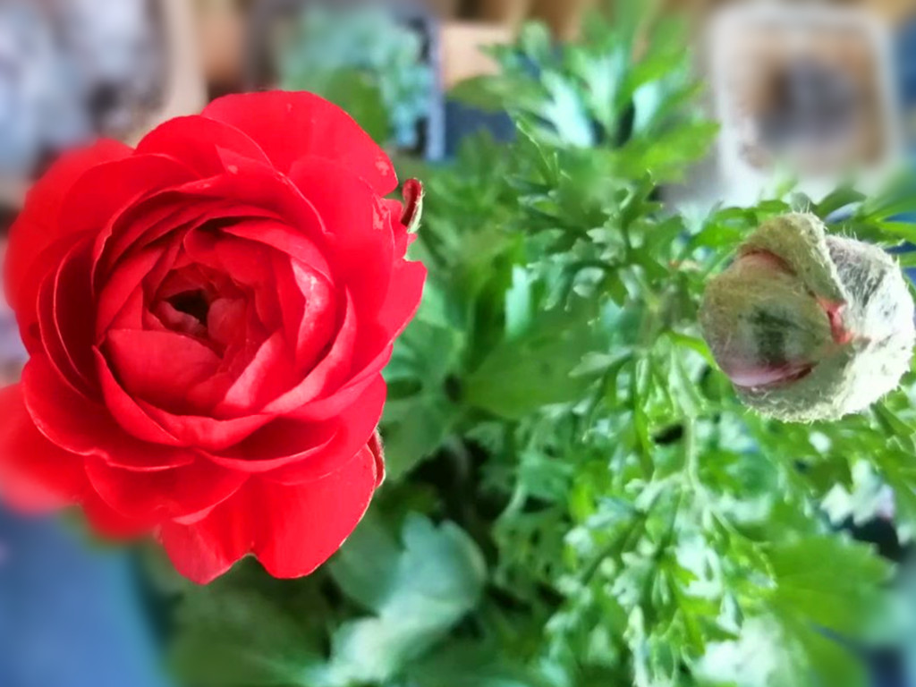 盆栽花毛茛叶片枯萎？别慌，这样处理一下，花毛茛七月也开花