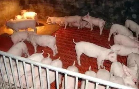 母猪产仔过多要怎样养活,提高母猪产仔成活率论文