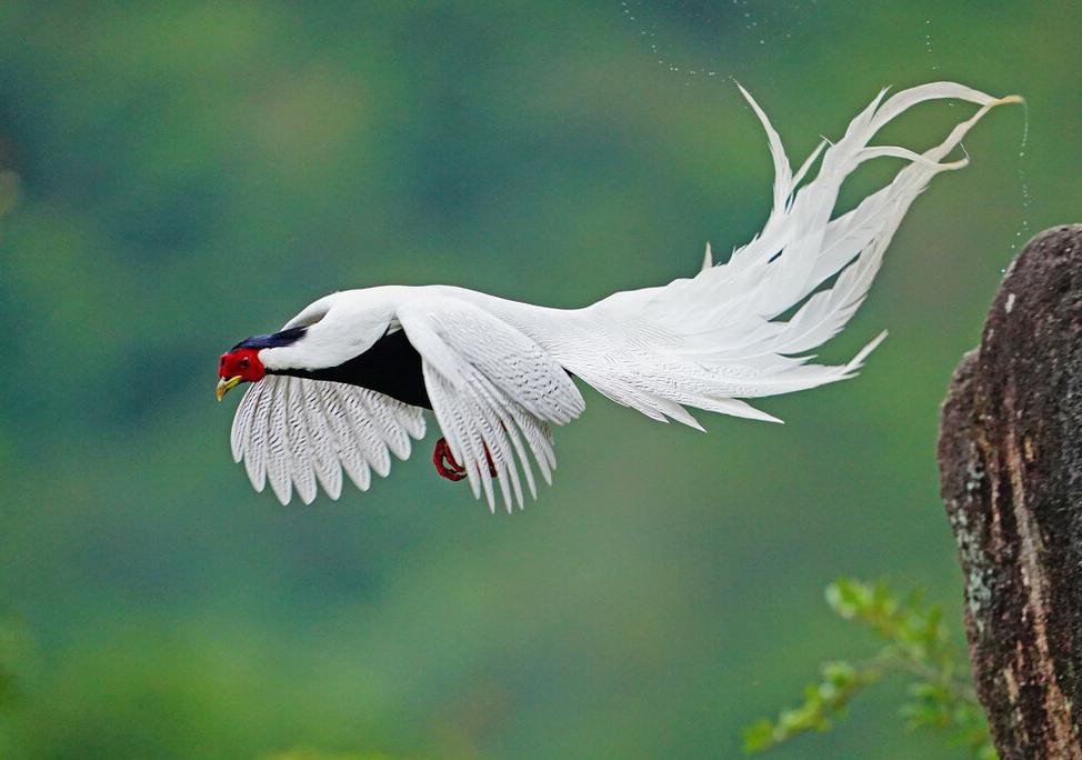 东江揽胜,惠州淡水常见鸟类图谱