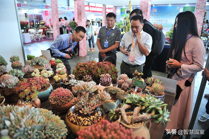 多肉植物的养花心得,多肉植物怎样养新手入门篇