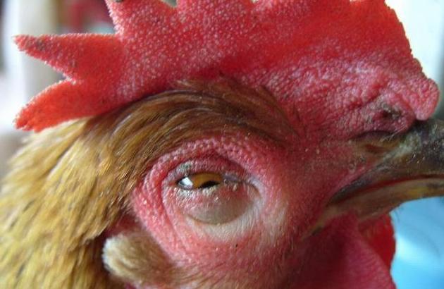 蛋鸡传染性鼻炎最佳治疗方法西医,蛋鸡得了鼻炎能好吗