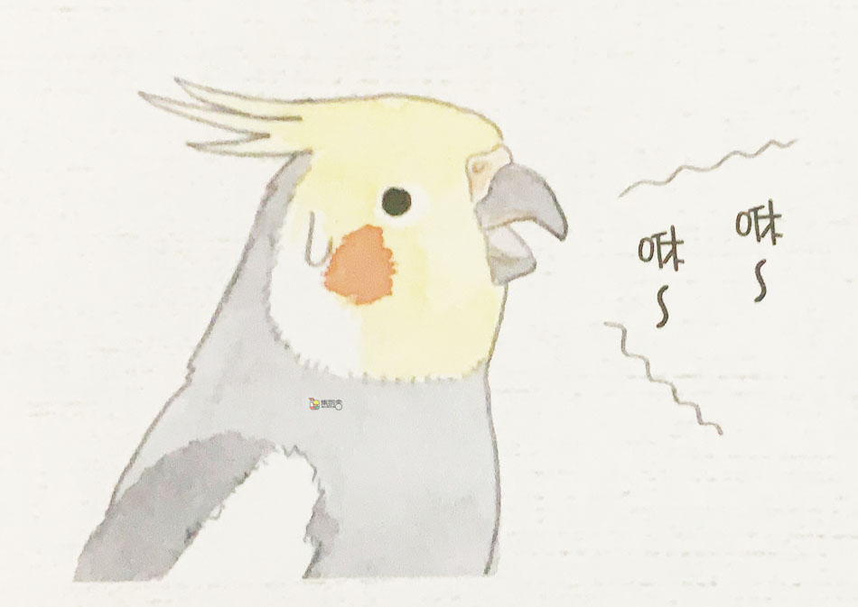 虎皮鹦鹉预防疾病,鹦鹉呼吸道疾病怎么治疗