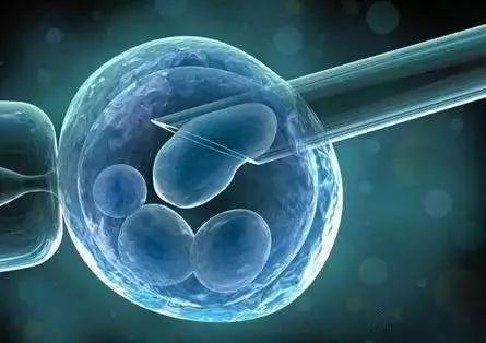 动物胎盘能吃吗,羊的胎盘能吃吗