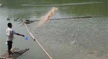 粪链球菌强在哪？一起来看个究竟