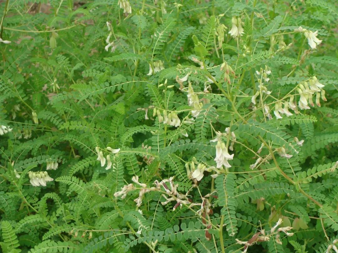冬天常见中药植物图片及功效,花期长的草本植物图片