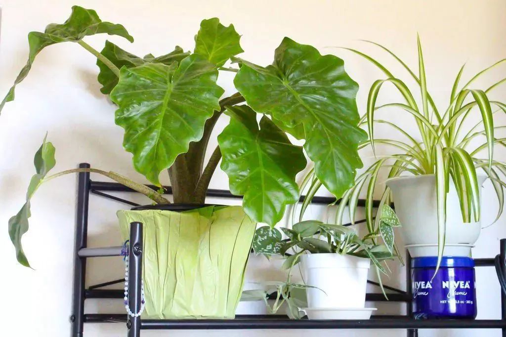 适合闷养的蕨类植物,彩色蕨类植物怎么养护