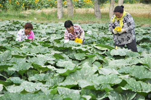 种南瓜不发芽怎么办,南瓜长得好不结瓜咋办