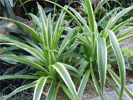 吊兰如何养得又绿又壮,吊兰怎么养才能长得快又茂盛