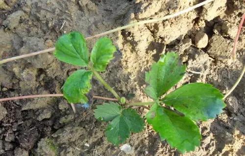 过期农药使用对环境的危害,水果残留的农药对人体有什么危害