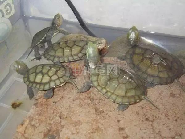 养龟造成的疾病,养龟人的痛