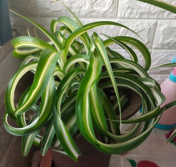 给吊兰换盆时同时可以修根剃头吗,给吊兰施肥怎么做