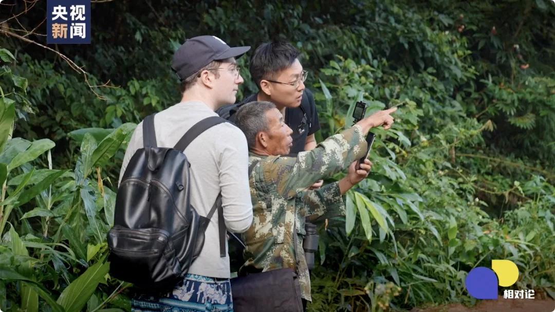 遇到野象攻击,遇到野象为什么要下车