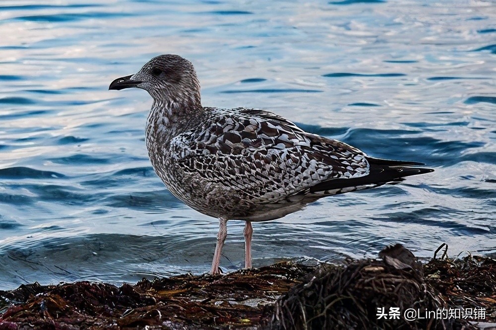 12条冷知识：在生活中你不一定会用到，但可以当作交谈时的话题