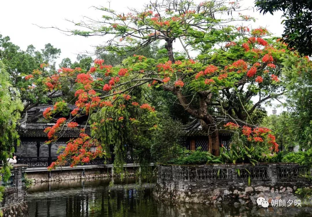 凤凰浴火时,盛夏晚晴天