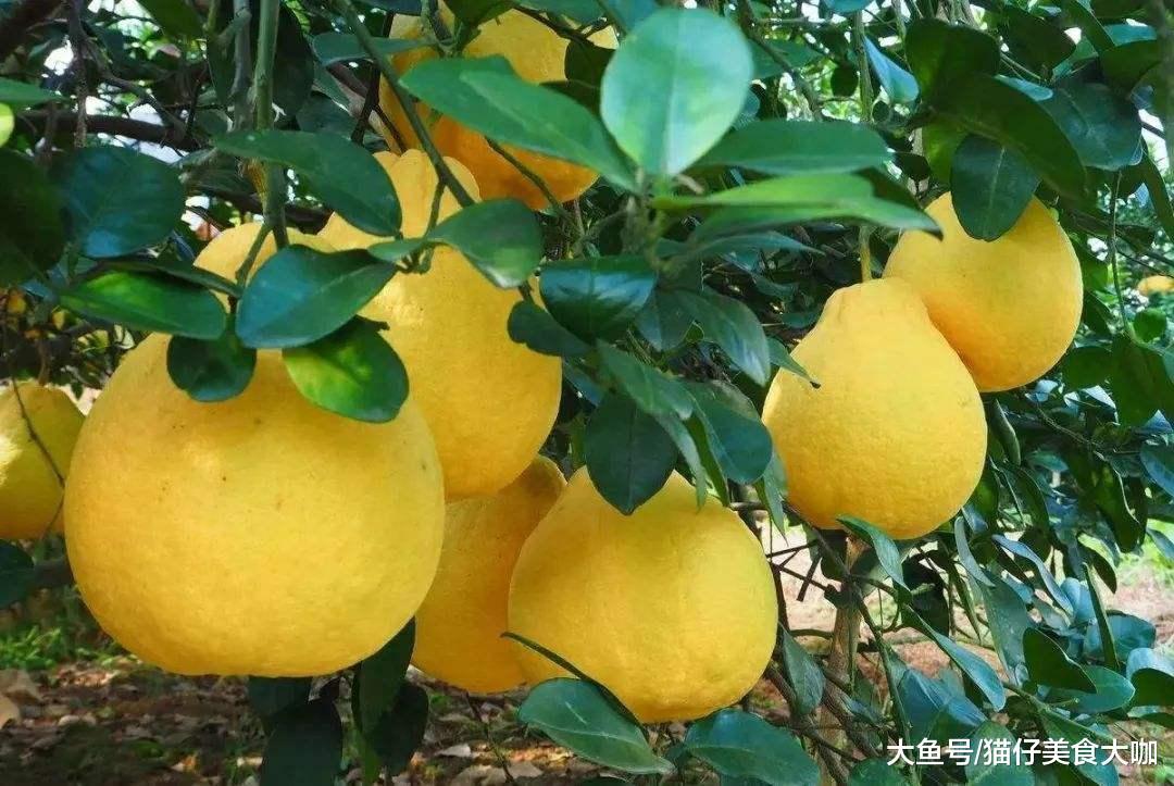 哪些地方的柚子最好吃,中国哪里的柚子最出名
