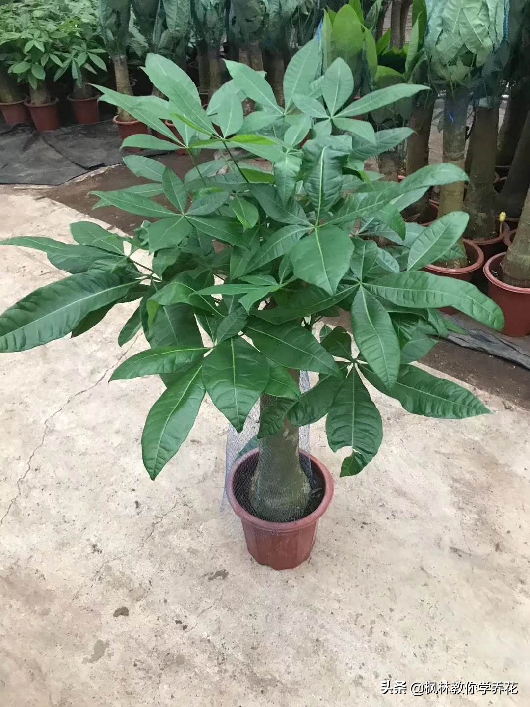 发财树怎样管理长得快,发财树的管理方法和注意事项