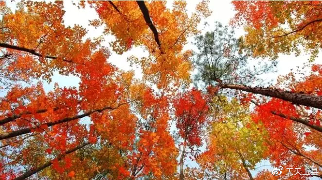 广西枫叶林观赏季节,广西赏枫叶的地方