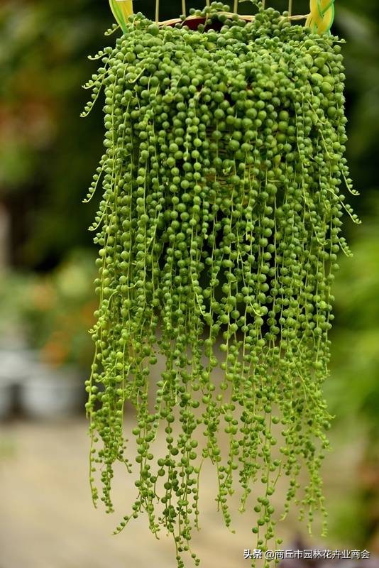 情人泪怎么养根系,情人泪怎么养才爆盆