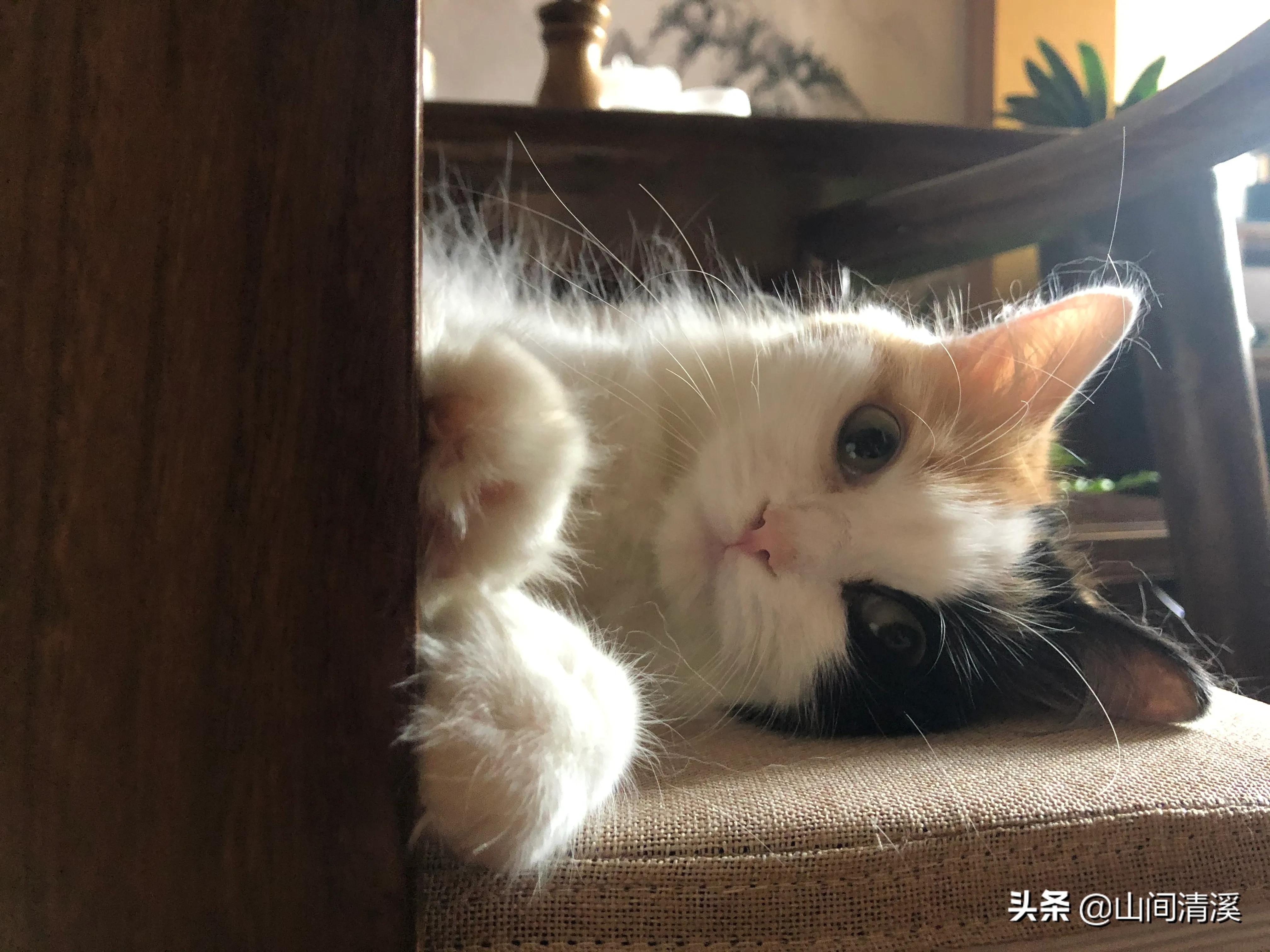 生活中的“小心机”：常用这一心理学理论想问题，包治各种不开心