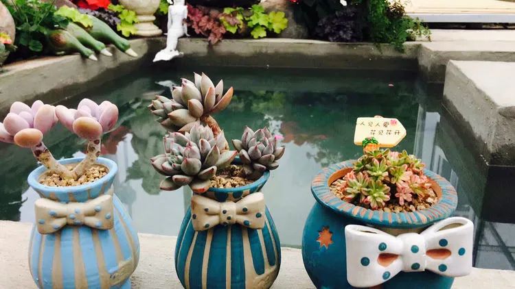 冬去春来，愿你无恙，疫情退去，养肉依旧！