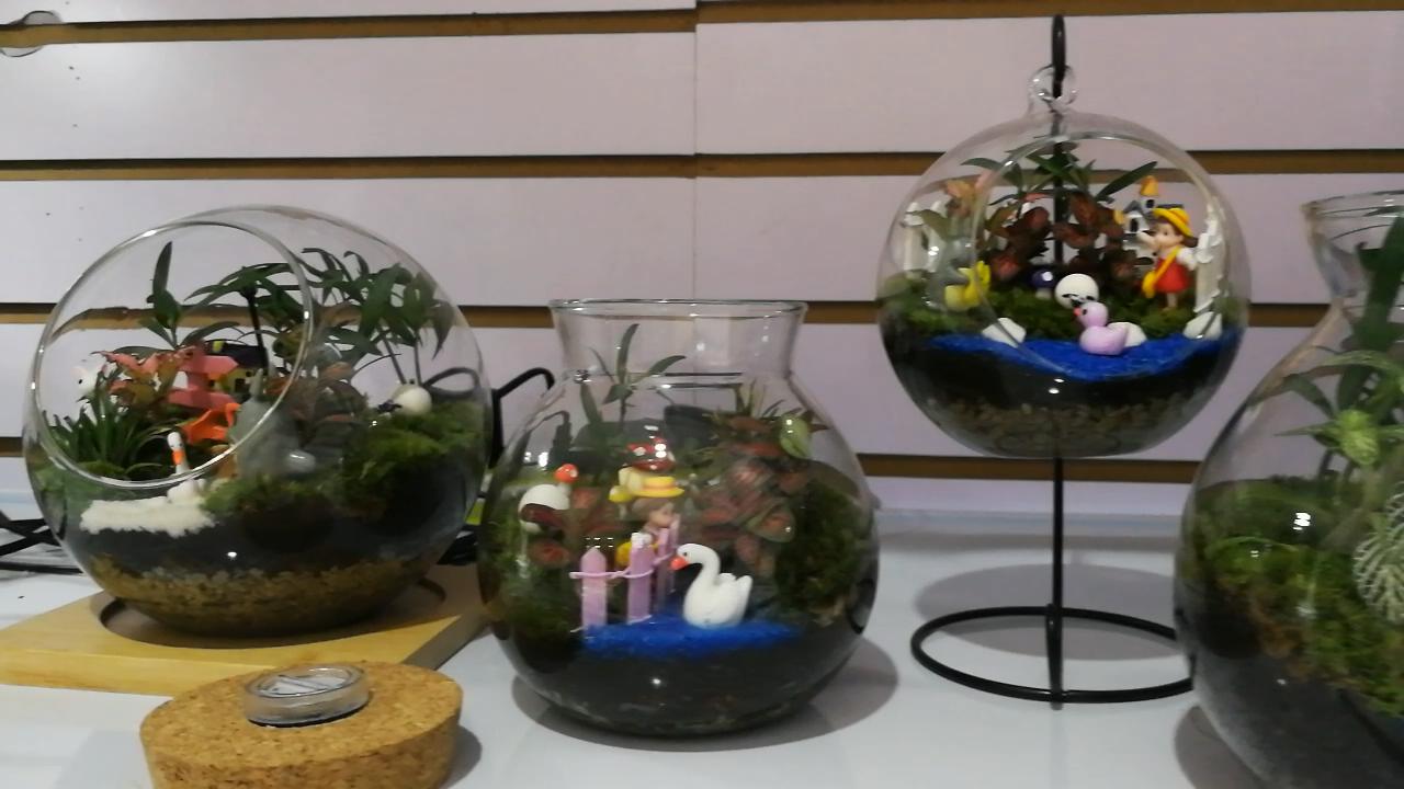 参观新开的草缸店，才开了1个月，邯郸兄弟，从玩家变老板