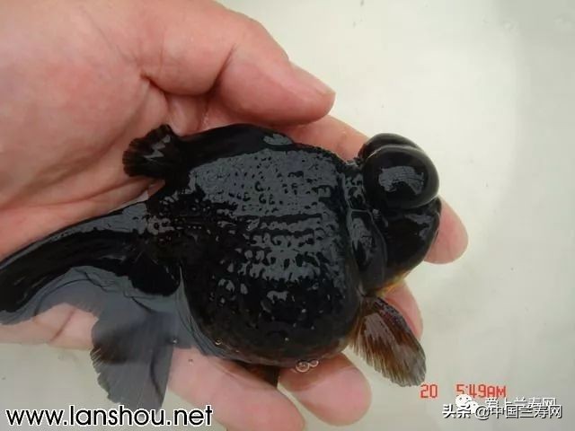 国宝级皇冠珍珠金鱼视频,皇冠珍珠金鱼视频