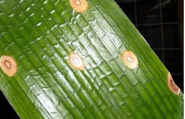 君子兰怎么种植才不会烂根,烂根的君子兰怎么种植