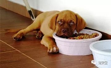 狗狗突然吃饭从快变慢,狗狗突然不吃饭身上还有味道