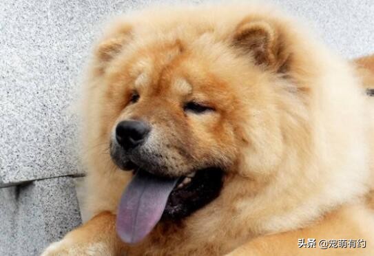 松狮犬的优缺点和怎么喂养,养松狮犬需要注意什么事项