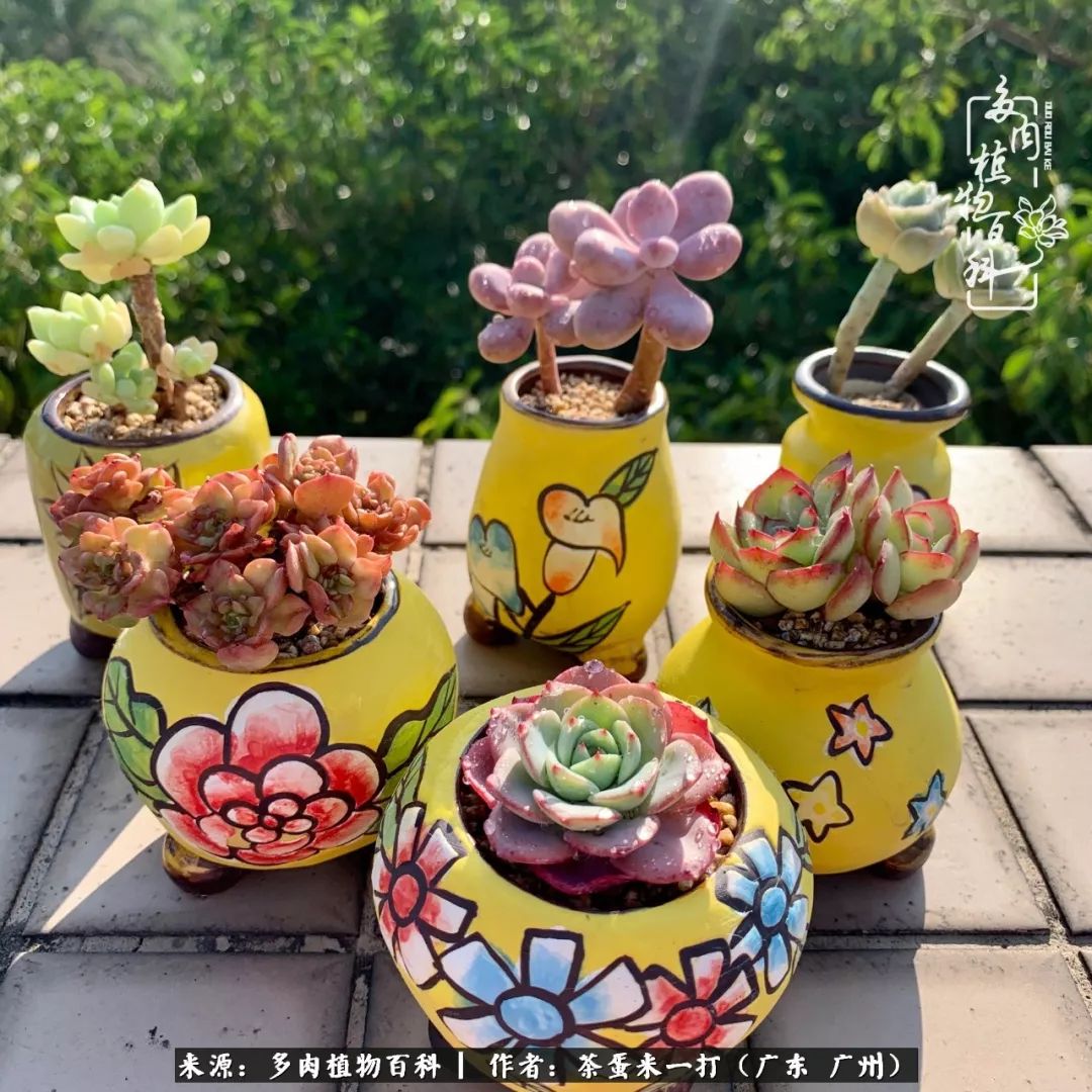 在冬日阳光下,记一个多肉小白的养肉历程