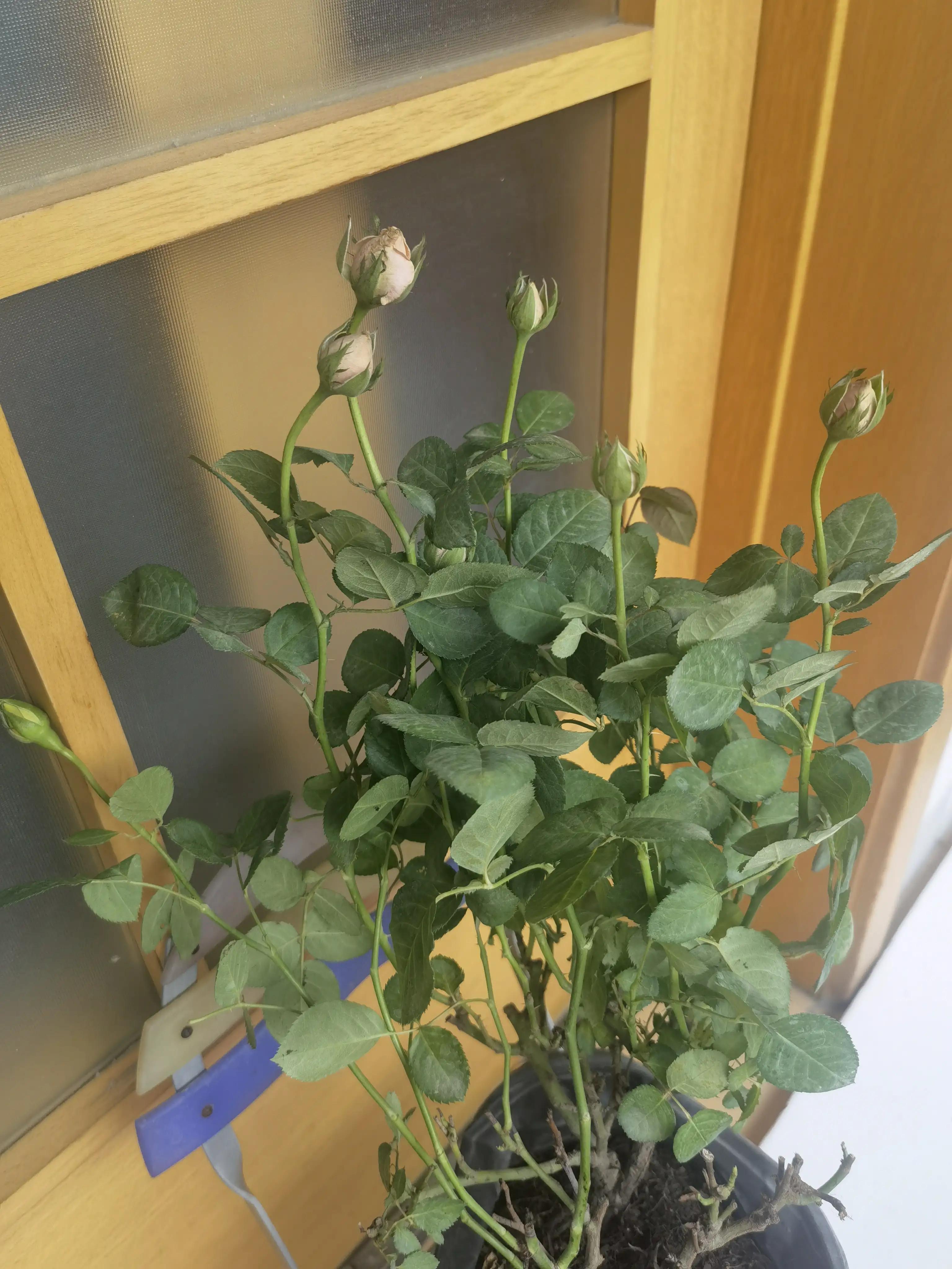 月季怎么买靠谱,月季开箱