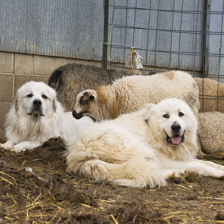 最忠诚的犬种排名拉布拉多,最忠诚的4种狗中华犬种2种上榜