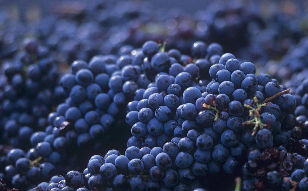 不该撕毁协议的，澳大利亚葡萄清关遭延迟，13亿的买卖眼看要黄