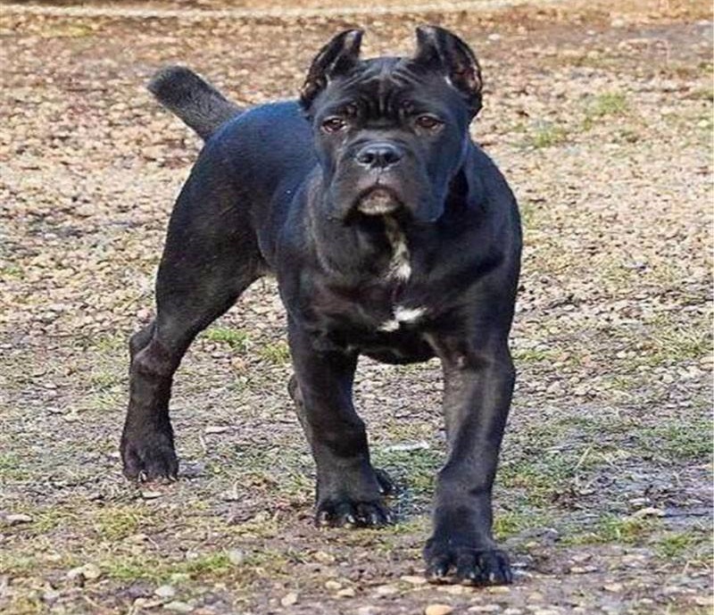 霸气勇猛的卡斯罗护卫犬,卡斯罗护卫犬保镖