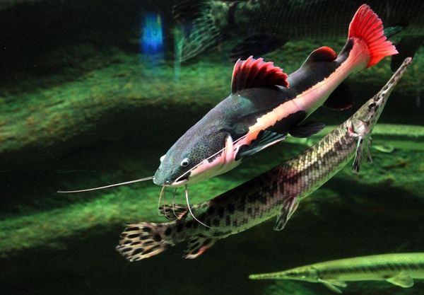 观赏鱼成吉思汗鲨鱼,大型红尾鲶招财猫