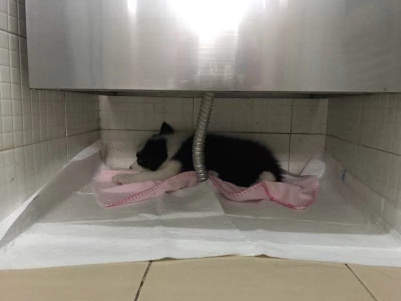 我的狗生病了但是还很活泼,一只狗得了犬瘟最后痊愈了