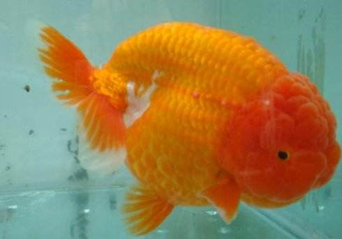 各种金鱼的特点都是什么,品种繁多的金鱼是由什么决定的