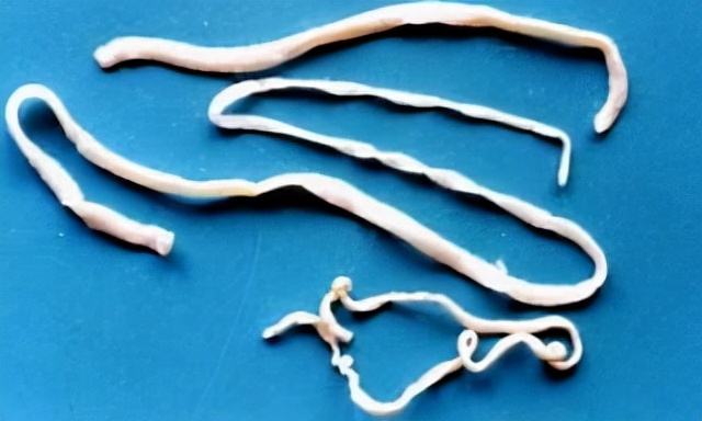 怎么判断猫咪感染寄生虫,儿童感染猫咪的寄生虫是什么症状