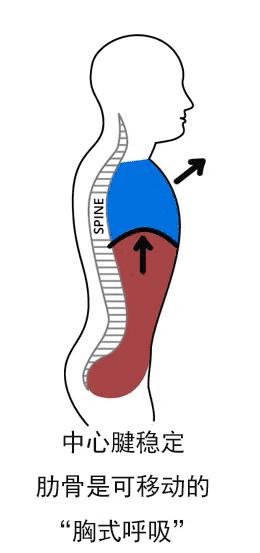 平躺腹部呼吸法能锻炼收紧核心吗,腹部呼吸法快速瘦肚子