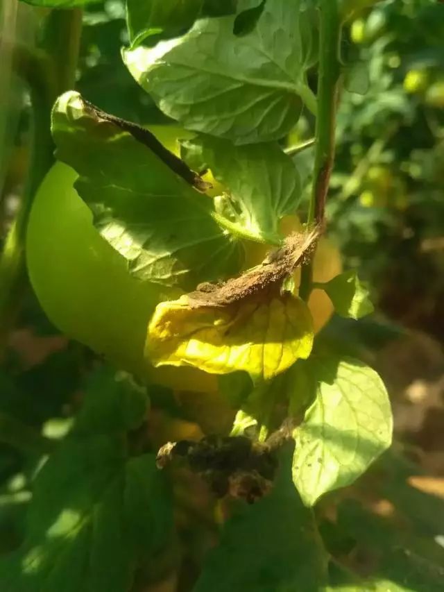 灰霉病如何防御,灰霉病的识别与防控