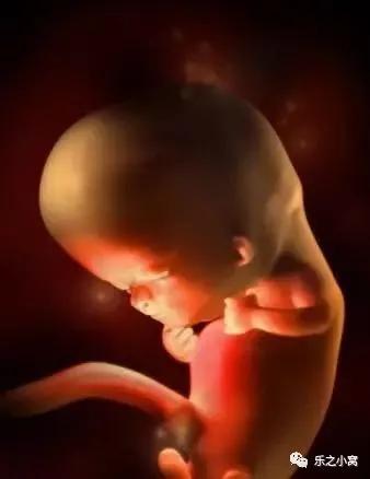 孕期胎儿成长图鉴,孕期胚胎成长图片