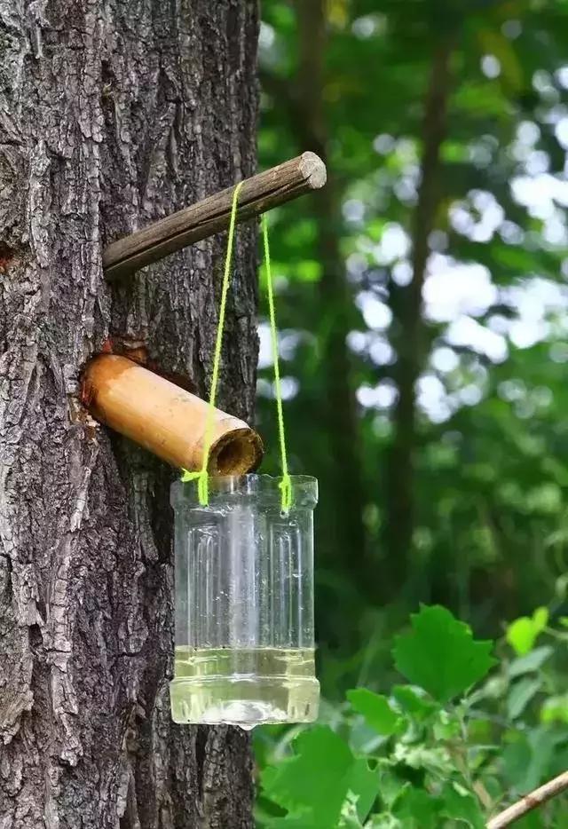 野外生存小技巧怎么过滤水,野外生存取水的正确方法