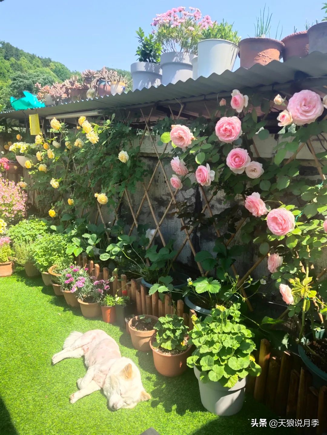 花友家的春花都开爆爆爆了，快来云赏花！（上）