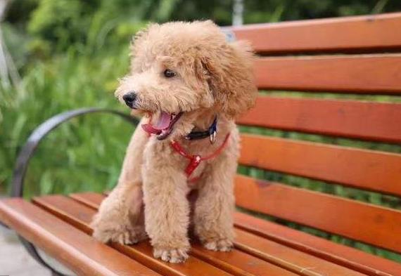 泰迪犬若有这4个行为,泰迪犬的动作意思