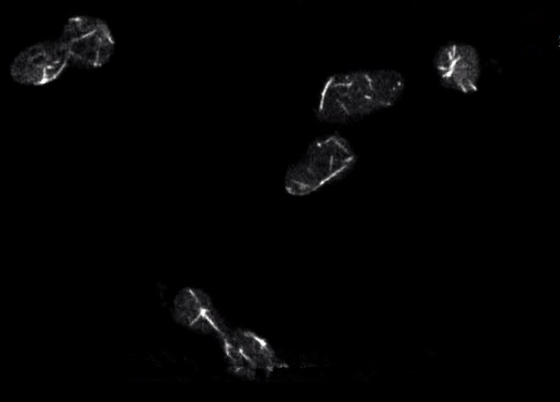 蘑菇是真菌还是植物,香气很浓的蘑菇叫什么菇