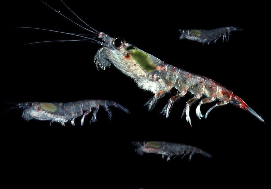 南极磷虾储量50亿是怎么算出来的,南极磷虾金矿最新消息