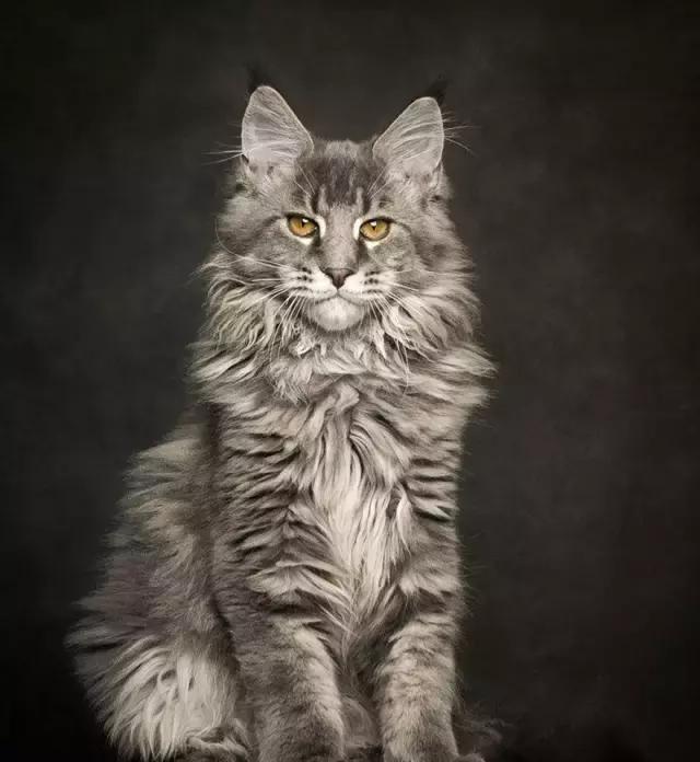 这几种猫很乖巧适合家养,猫中的哪种猫最好