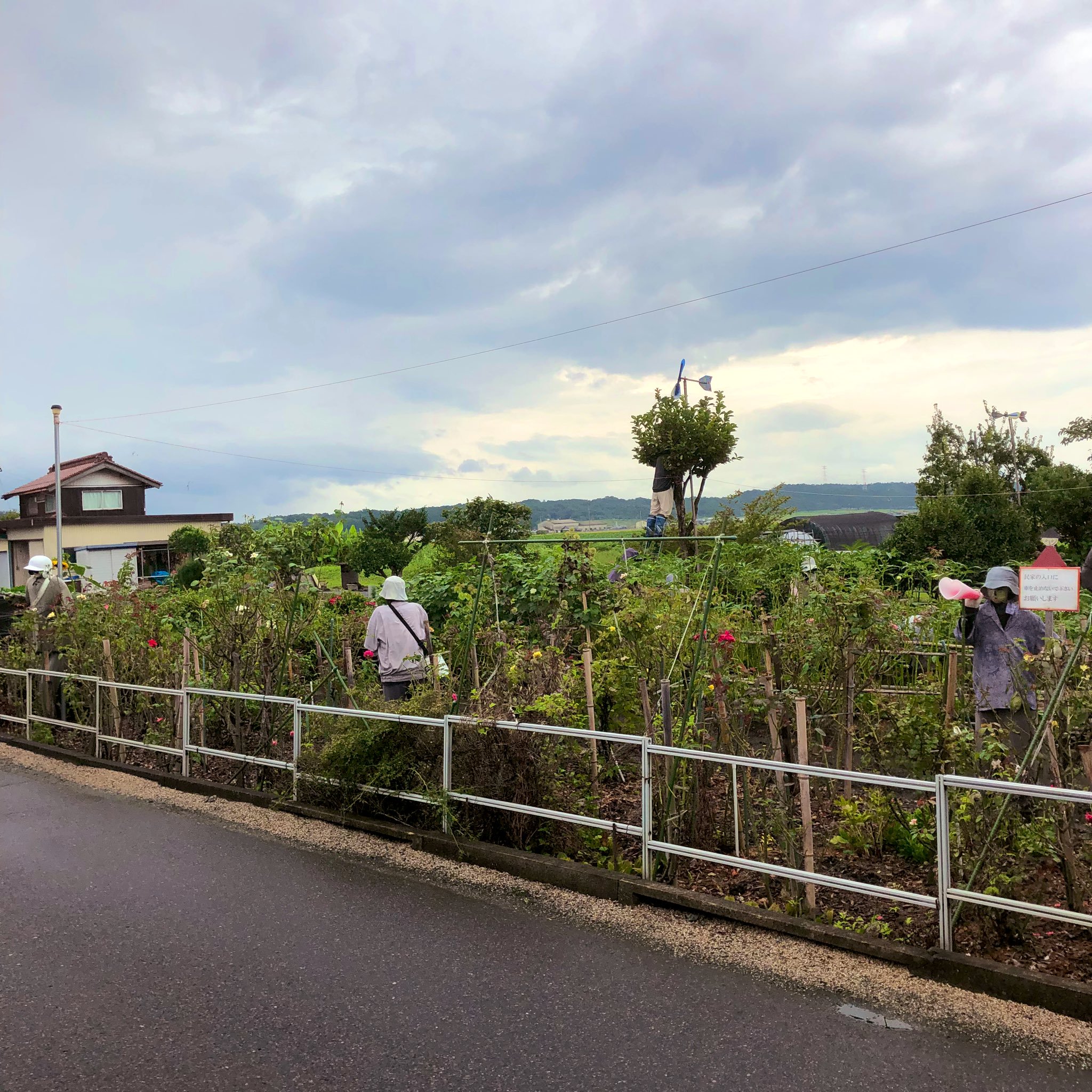 日本稻草人村旅游,日本稻草人村真实生活