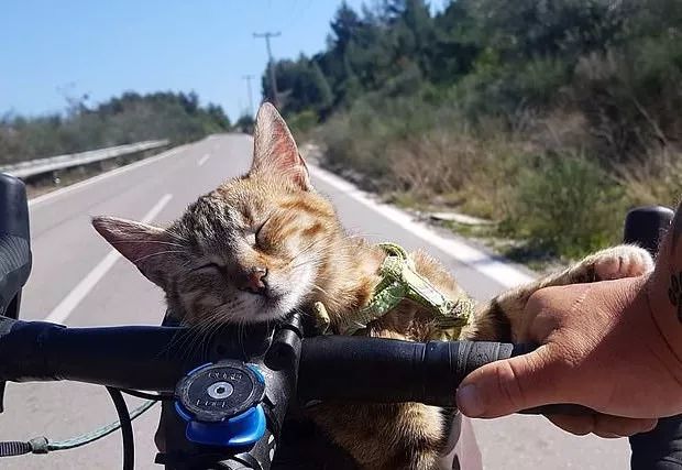 从来没出过家门的猫咪可以出门吗,从来没出过门的猫咪能带出去玩吗